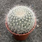 Cactus, Mammillaria, Huis en Inrichting, Kamerplanten, Ophalen of Verzenden, Cactus, Volle zon, Minder dan 100 cm
