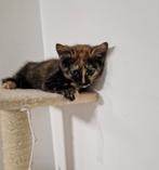 Titel: Lieve jonge poes van 10 weken zoekt warm thuis, Dieren en Toebehoren, Katten en Kittens | Raskatten | Korthaar, Poes
