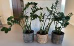 3 Zamioculcas Zamiifolia (ZZ-planten) met manden, Ophalen, Vetplant, Halfschaduw, In pot
