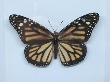 vlinder Danaus Plexippus 