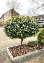 Twee boompjes, Viburnum Tinus, ongeveer 1.5 m hoog., Tuin en Terras, Planten | Bomen, Winter, Overige soorten, 100 tot 250 cm