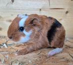 Mooi Ch-Teddy cavia beertje. Driekleur zwart rood wit, Dieren en Toebehoren, Cavia, Februari, Mannelijk, Tam