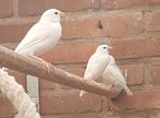 Rijstvogels, Dieren en Toebehoren, Vogels | Duiven, Geslacht onbekend, Overige soorten