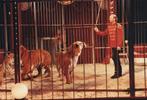 Foto Nederlandse dresseur Job Lijfering met zijn tijgers, 1980 tot heden, Foto, Ophalen of Verzenden, Zo goed als nieuw