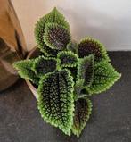 Pilea Moon Valley, Ophalen of Verzenden