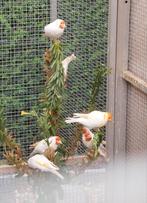 Distelvinken putters, Dieren en Toebehoren, Vogels | Overige Vogels, Meerdere dieren, Wildzangvogel