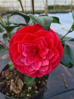 Camelia Principessa Baciocchi ca. 100 cm, Ophalen of Verzenden, Overige soorten, Struik, Minder dan 100 cm