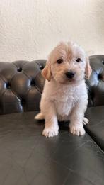 Prachtige labradoodle pups, Parvo, Overige rassen, 8 tot 15 weken, Meerdere