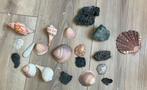 Verzameling exotische schelpen en stenen, Ophalen of Verzenden, Schelp(en)