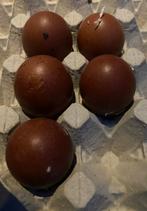 Broedeieren marans koperzwart, Dieren en Toebehoren, Pluimvee, Vrouwelijk, Kip