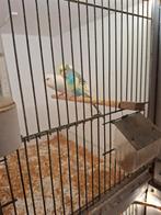 Koppel grasparkieten, Dieren en Toebehoren, Meerdere dieren, Kleurkanarie