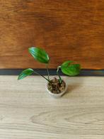 Monstera subpinnata plantjes/stekjes, Ophalen of Verzenden, Halfschaduw, Minder dan 100 cm
