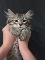 Een prachtige Siberische kitten met stamboom te koop!, Dieren en Toebehoren, Katten en Kittens | Raskatten | Langhaar, Meerdere dieren