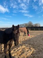 Gezocht: Stalhulp, tegen vergoeding 💰, Dieren en Toebehoren, Stalling en Weidegang