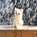Prachtige britsekorthaar wit poes 3,5 jaar oud. €250, Dieren en Toebehoren, Katten en Kittens | Raskatten | Korthaar, Poes