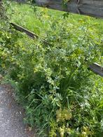 Rozenbottel, en eikenbomen, Tuin en Terras, Planten | Bomen, Ophalen, Zomer, Volle zon, 100 tot 250 cm