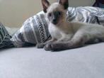 MJM Dogs Foundation: Diego pre-reservering, Dieren en Toebehoren, Katten en Kittens | Overige Katten, Kater, Kortharig, 0 tot 2 jaar