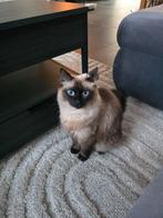 Ragdoll poes 3 jaar, Poes, Gechipt