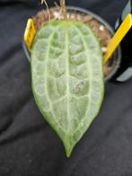 Laaste Hoya sp Mount Rimau, Overige soorten, In pot, Minder dan 100 cm, Bloeiende kamerplant