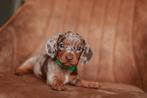Prachtige dwerg teckel pups chocomerle & isabella, Dieren en Toebehoren, Honden | Teckels en Dashonden, 8 tot 15 weken, Teef, Dwerg
