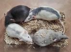 Lieve rittens ratjes uit huiselijke sfeer en handtam, Dieren en Toebehoren, Knaagdieren, Rat, Meerdere dieren, Tam, September