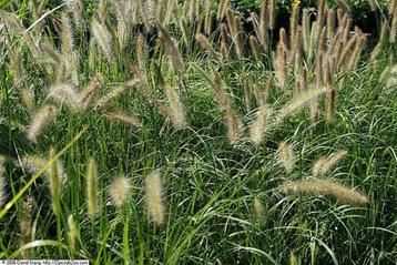 Pennisetum 'Hameln' lampenpoetsergras groot beschikbaar voor biedingen
