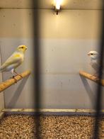 Geel mozaiek kanaries, Dieren en Toebehoren, Vogels | Kanaries, Meerdere dieren, Kleurkanarie