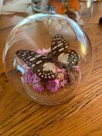 vlinder  Graphium Leonidas in bolstolp, Verzamelen, Dierenverzamelingen, Ophalen of Verzenden, Nieuw, Insect, Opgezet dier