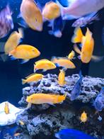 labidochromis caeruleus, Dieren en Toebehoren, Vissen | Aquariumvissen, Vis