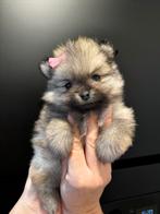 Raszuivere pomeriaan / pomeranian pup, Overige rassen, Meerdere, Meerdere dieren, Nederland