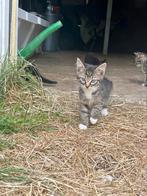 Boerderij katjes, Dieren en Toebehoren, Katten en Kittens | Overige Katten