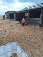 Plekjes vrij voor kleine pony's, Dieren en Toebehoren, Stalling en Weidegang, Weidegang, 2 of 3 paarden of pony's