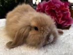 Teddy Widder konijntje, raszuiver, Dieren en Toebehoren, Konijnen, Mannelijk, Klein, Hangoor, 0 tot 2 jaar