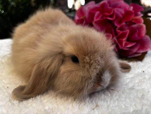 Teddy Widder konijntje, raszuiver, Dieren en Toebehoren, Konijnen, Klein, Mannelijk, 0 tot 2 jaar, Hangoor