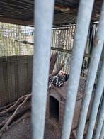 Muskuseenden goedeplek gezocht, Ophalen, Zo goed als nieuw