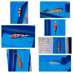 Koi karpers, Karper of Koi