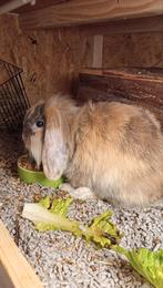 Nederlandse hangoor voedster, Dieren en Toebehoren, Konijnen, Vrouwelijk, Klein, Hangoor, 0 tot 2 jaar