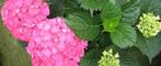 2 restpartijen  boerenhortensia bolhortensia hortensia