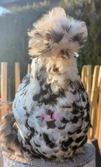 Broedeieren mottled usa zijdehoen zijdehoenders kippen, Dieren en Toebehoren, Pluimvee, Kip