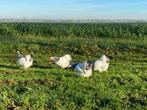 jonge wyandotte kriel wit zwartcolumbia gesekst en ingeënt, Dieren en Toebehoren, Pluimvee, Kip, Vrouwelijk