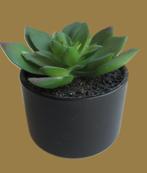 Vetplant~Cactus~Zwart aardewerk pot~Originele bloempotje, Ophalen of Verzenden, Zo goed als nieuw, Binnen