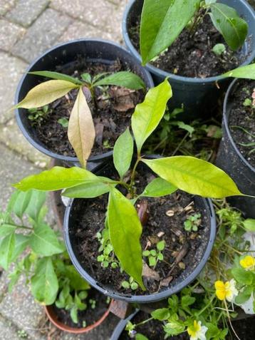 lychee boompje plantje beschikbaar voor biedingen
