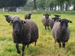 Gotland pelsschaap ramlammeren te koop, Dieren en Toebehoren, Schapen, Geiten en Varkens, Mannelijk, Schaap, 0 tot 2 jaar