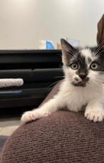 Gratis - Lieve kittens (القطط المجانية)