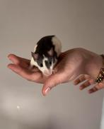 Tamme ratjes, mannelijk, Dieren en Toebehoren, Knaagdieren, Rat, Mannelijk, December, Tam