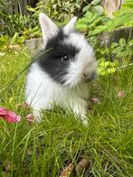 4 lieve baby konijntjes, Meerdere dieren, Hangoor