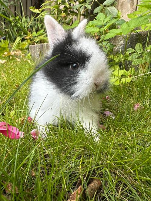 4 lieve baby konijntjes, Dieren en Toebehoren, Konijnen, Meerdere dieren, Hangoor