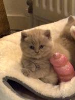 Britse korthaar kitten, Kater, Kortharig, 0 tot 2 jaar