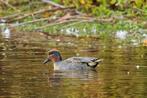 Europese Wintertaling, Dieren en Toebehoren, Mannelijk, Eend