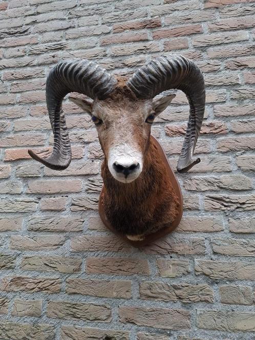 Opgezette kop moeflon taxidermy opgezet jacht schedel gewei, Verzamelen, Dierenverzamelingen, Gewei of Kop, Wild dier, Ophalen